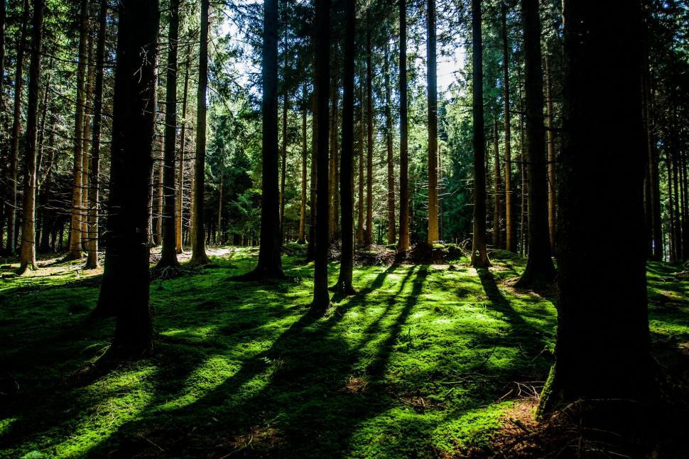 Free Image of Sun Shining Through Trees in Forest 