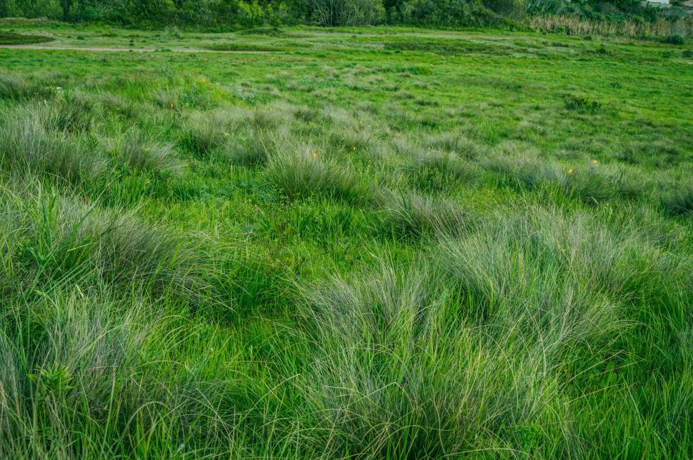 Free Image of Grassy Field With Trees in Background 