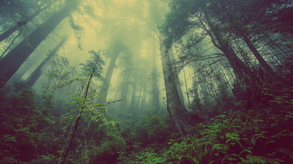 Free Image of Towering Trees in Dense Forest 