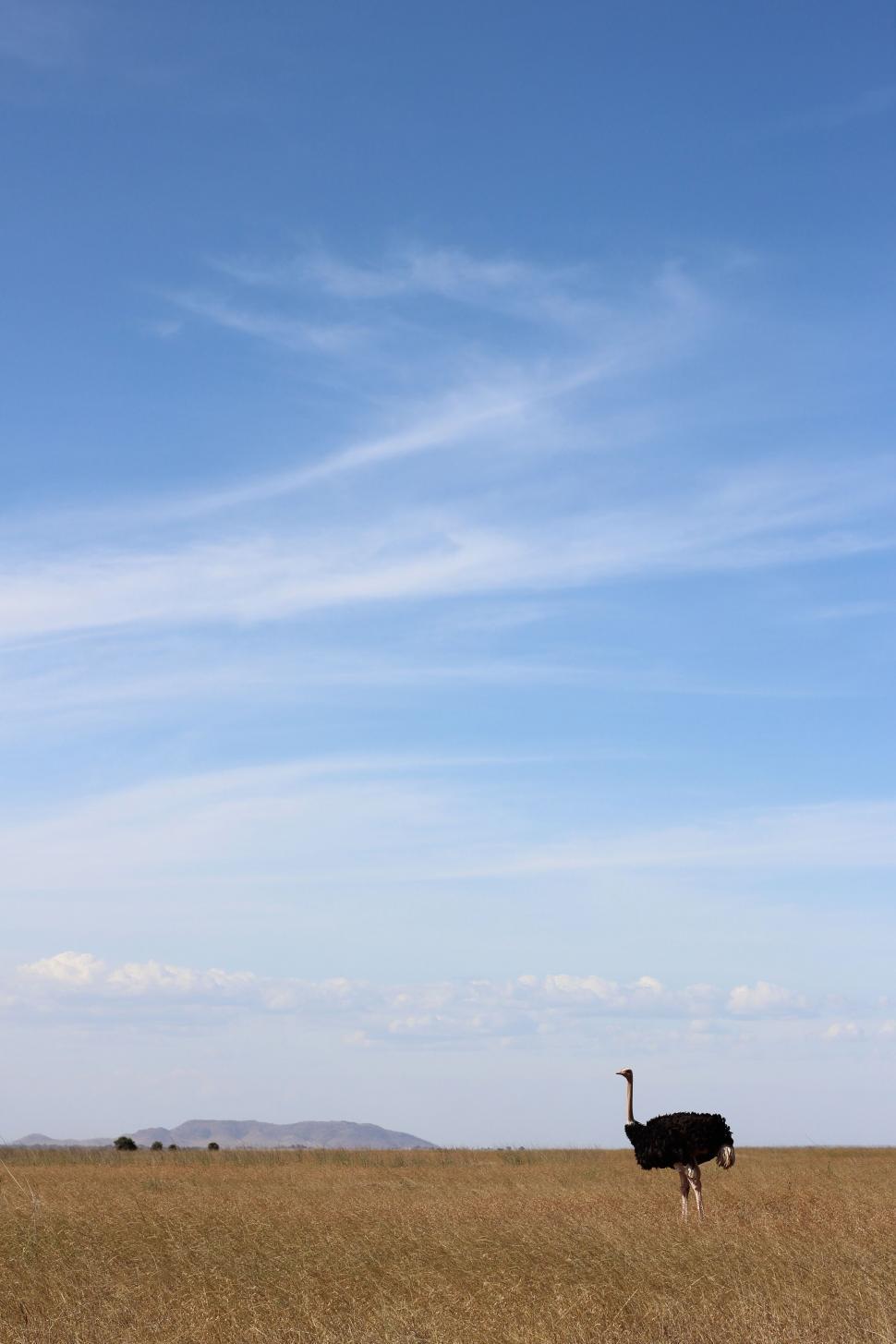 Free Image of Ostrich Standing in Field With Sky Background 