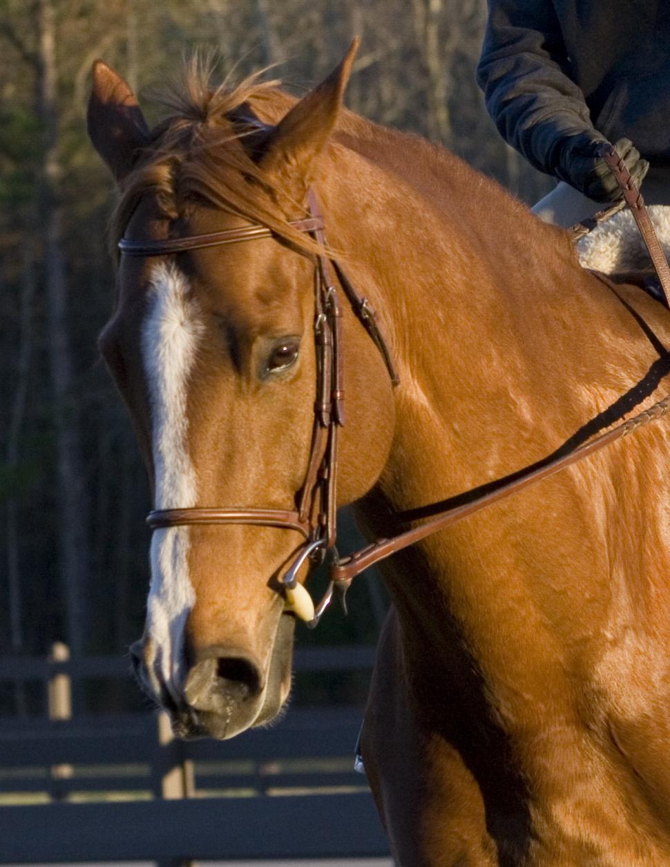 Free Image of Brutis the Horse 