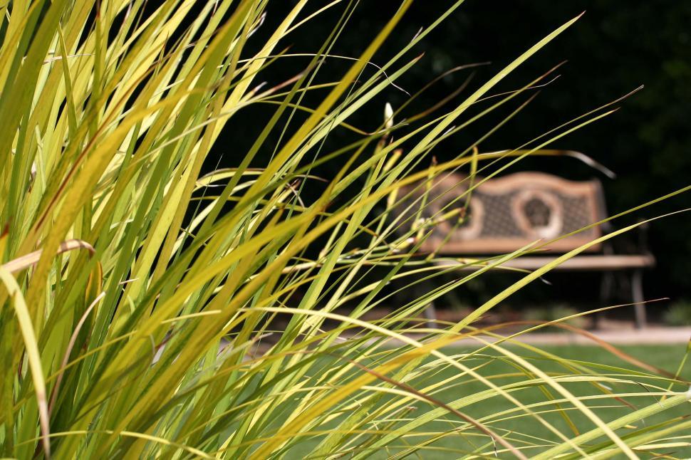 Free Image of Grass and bench 