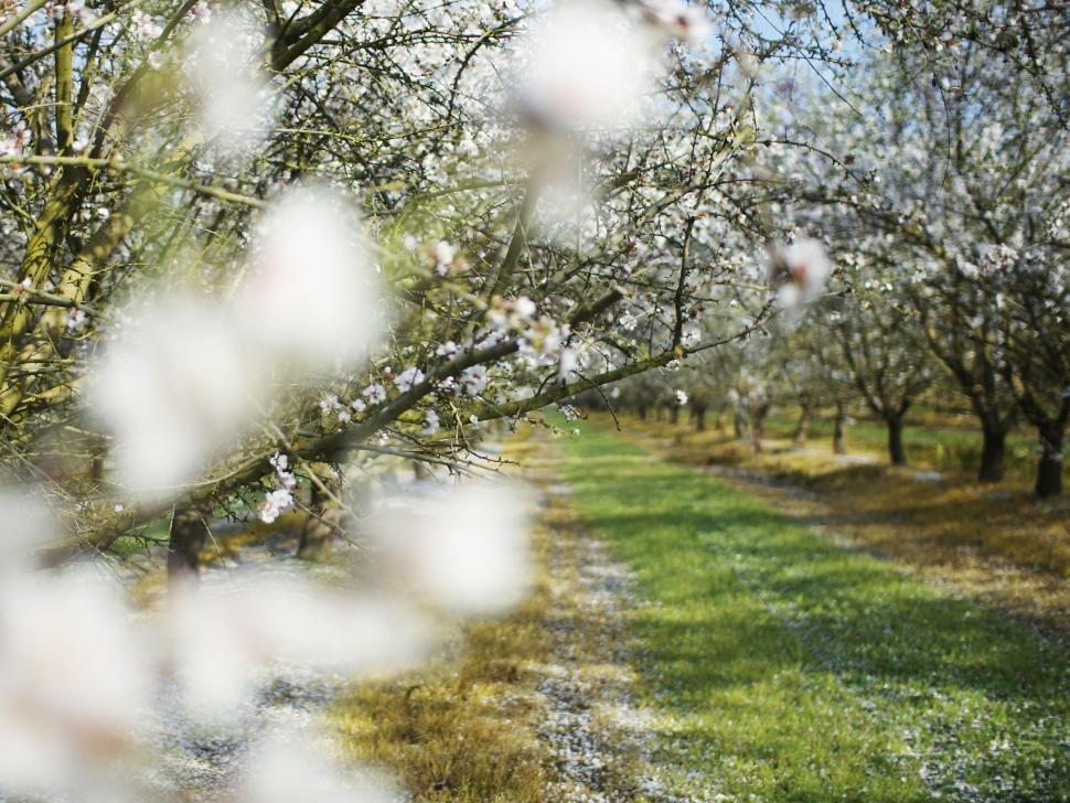 Free Image of Lush Field With Trees and Grass 