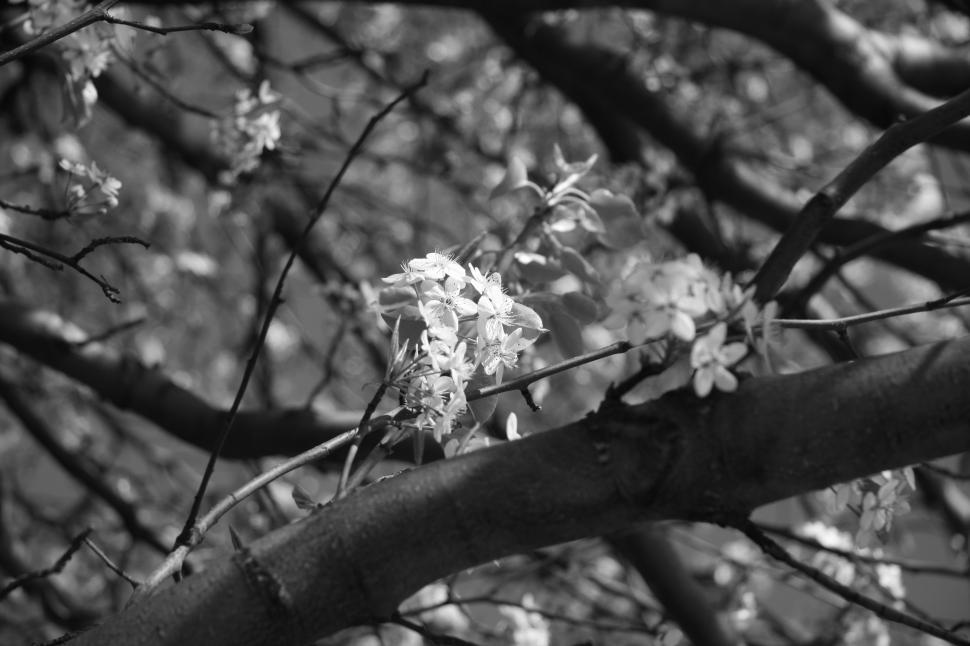 Free Image of Spring is Here! 