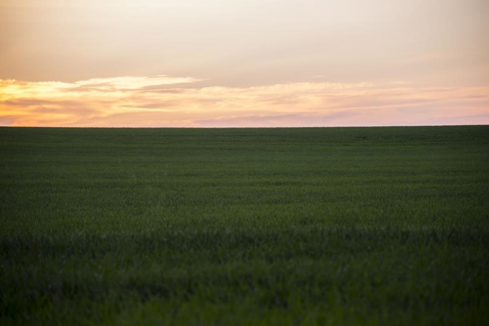 Free Image of Vast Field of Grass Under a Blue Sky 