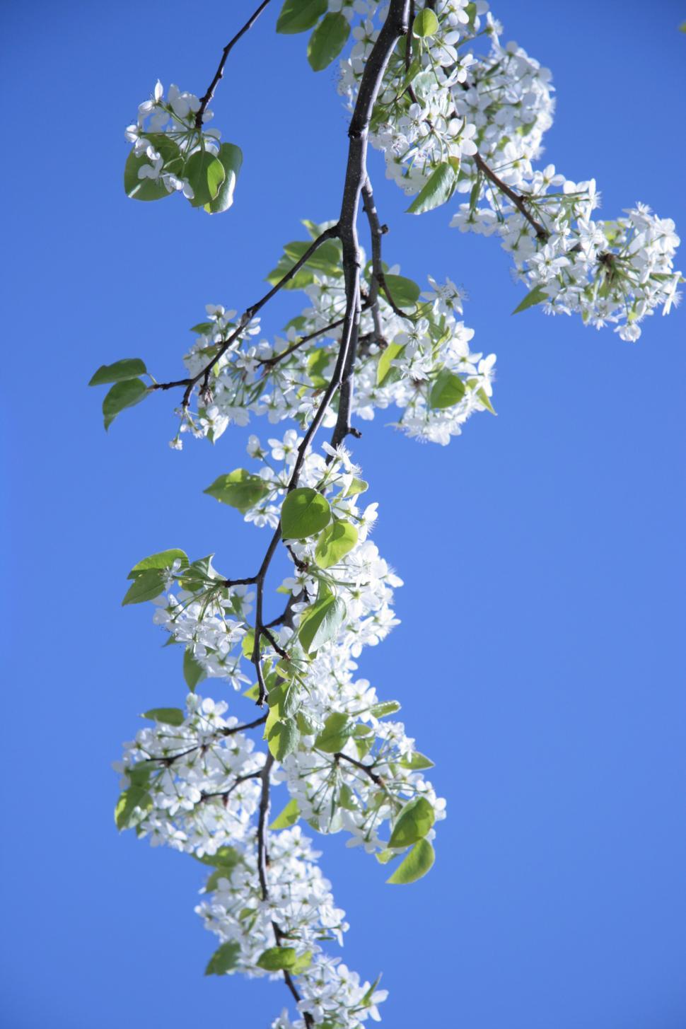Free Image of Spring has sprung 