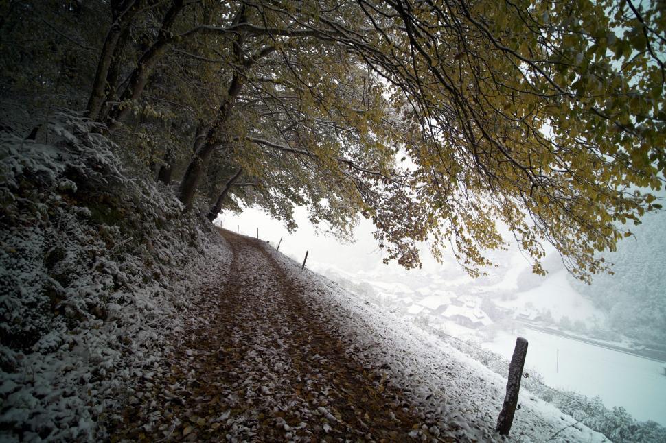 Free Image of Snow-Covered Road Next to Tree 