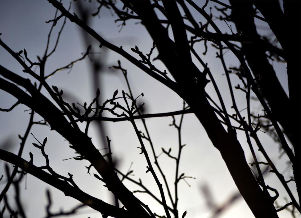Free Image of Bare Tree in Black and White 