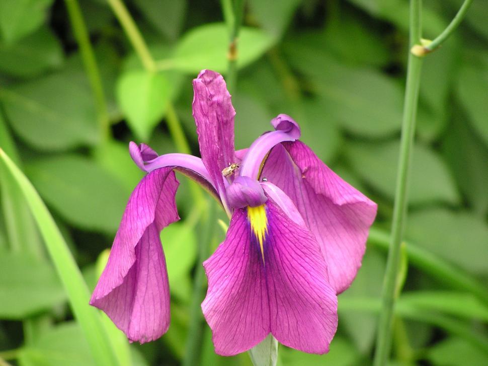 Free Image of Flower in Spring 