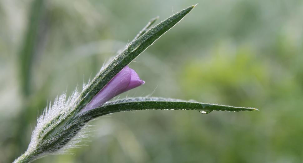 Free Image of Purple Flower With Water Droplets 