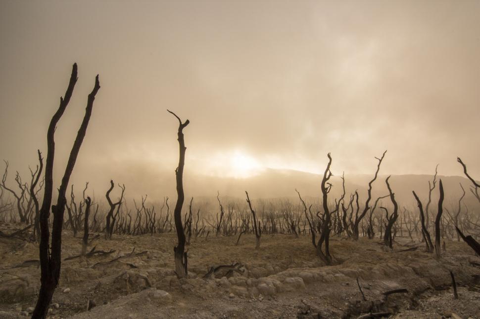Free Image of Dead Trees in a Black and White Landscape 