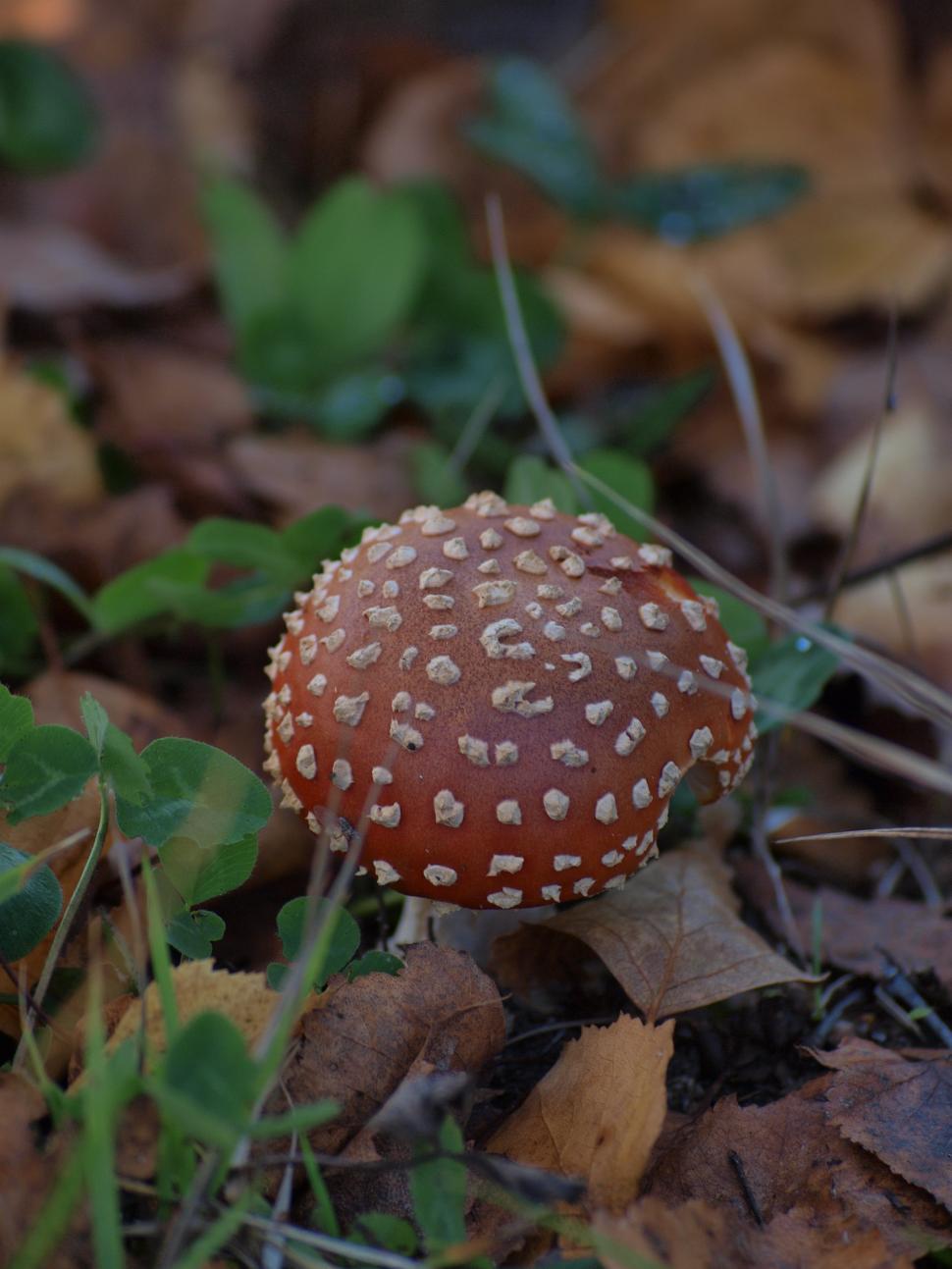 Free Image of Fungus  