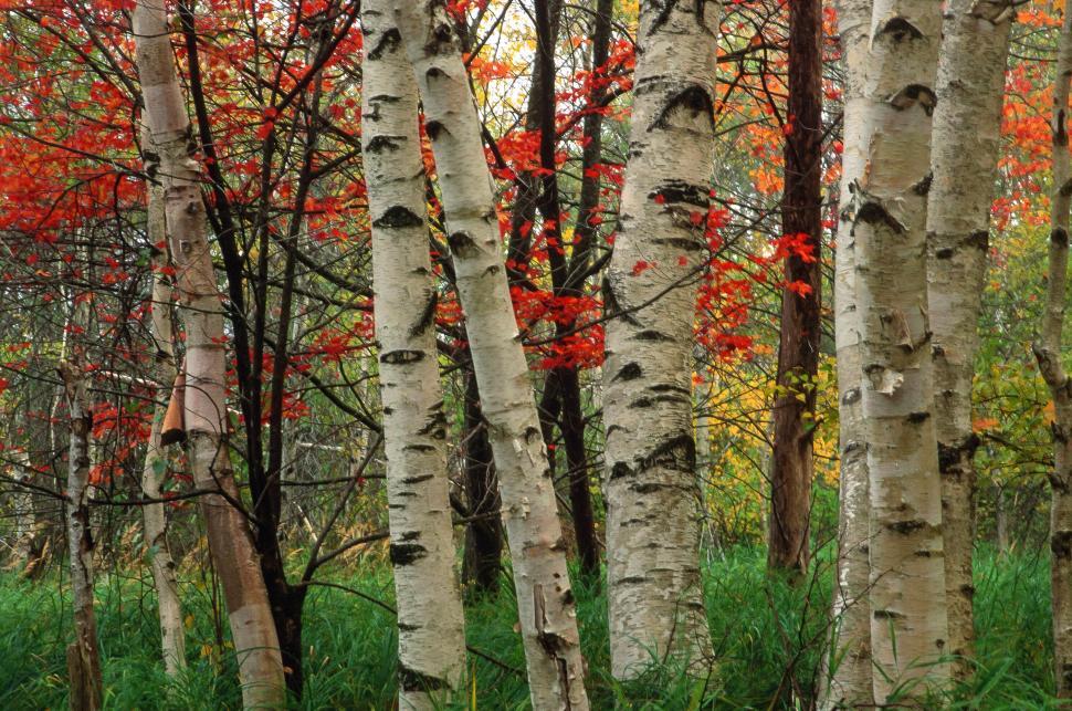 Free Image of Autumn Forest 