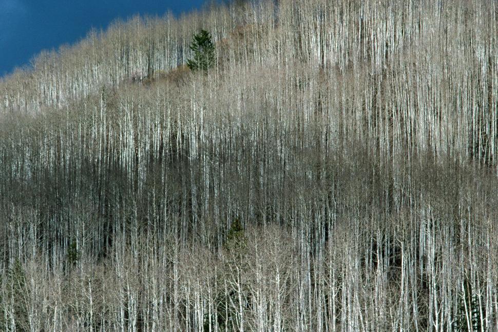Free Image of La Sal Mountains 