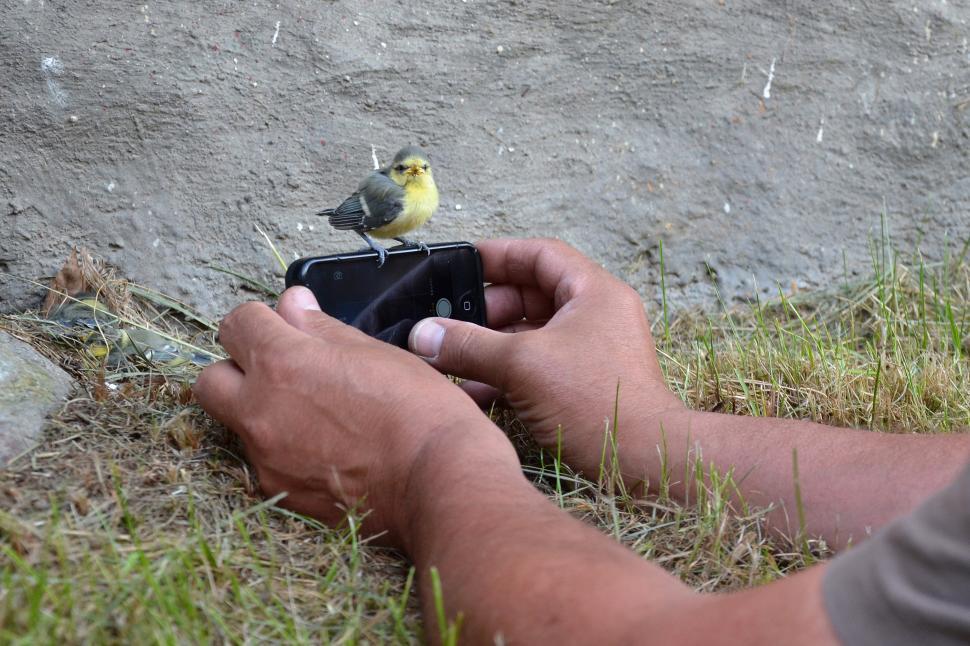 Free Image of Blue tit  