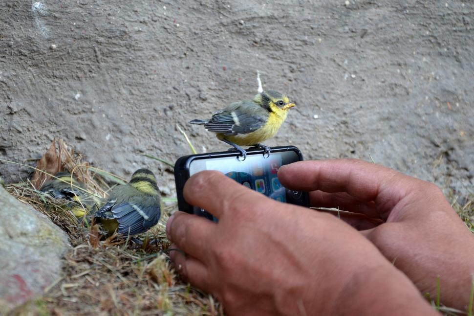 Free Image of Smartphone and nestling 