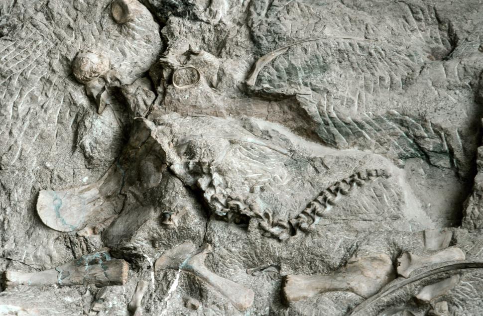 Free Image of Dinosaur Bones 