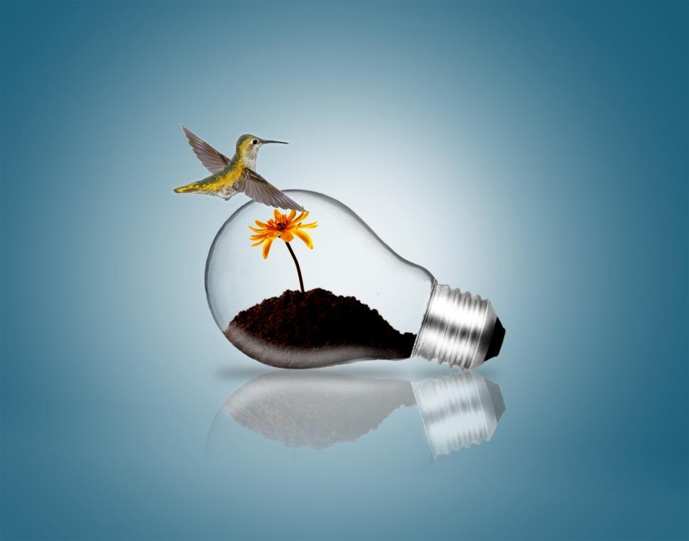 Free Image of Lightbulb with hummingbird and plant sprout 