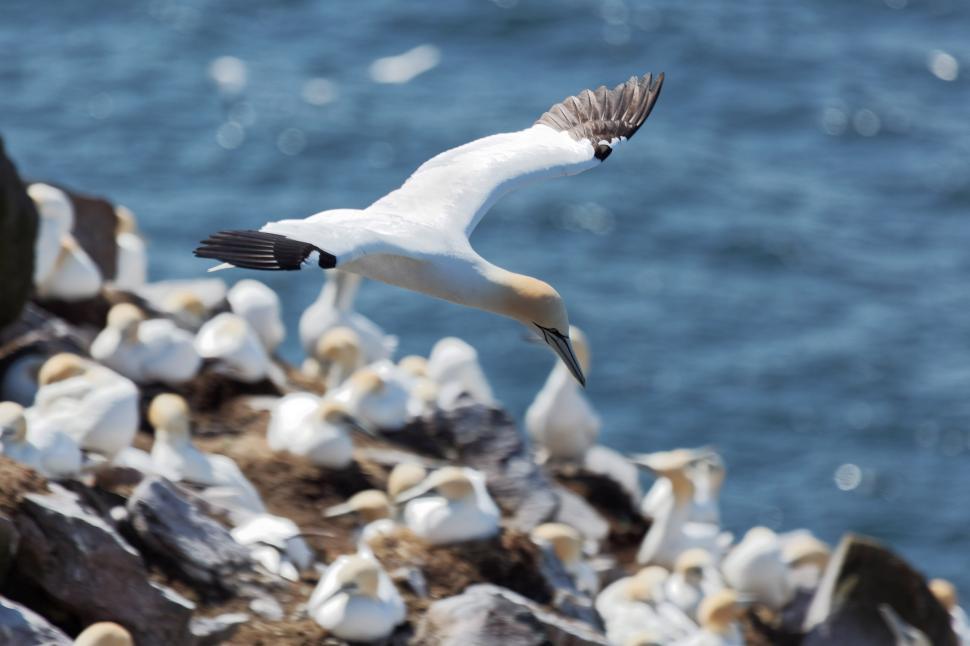 Free Image of Northern Gannet flying above other Gannets 