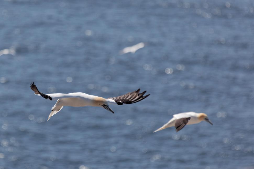 Free Image of Northern Gannet at Cape St. Mary s 