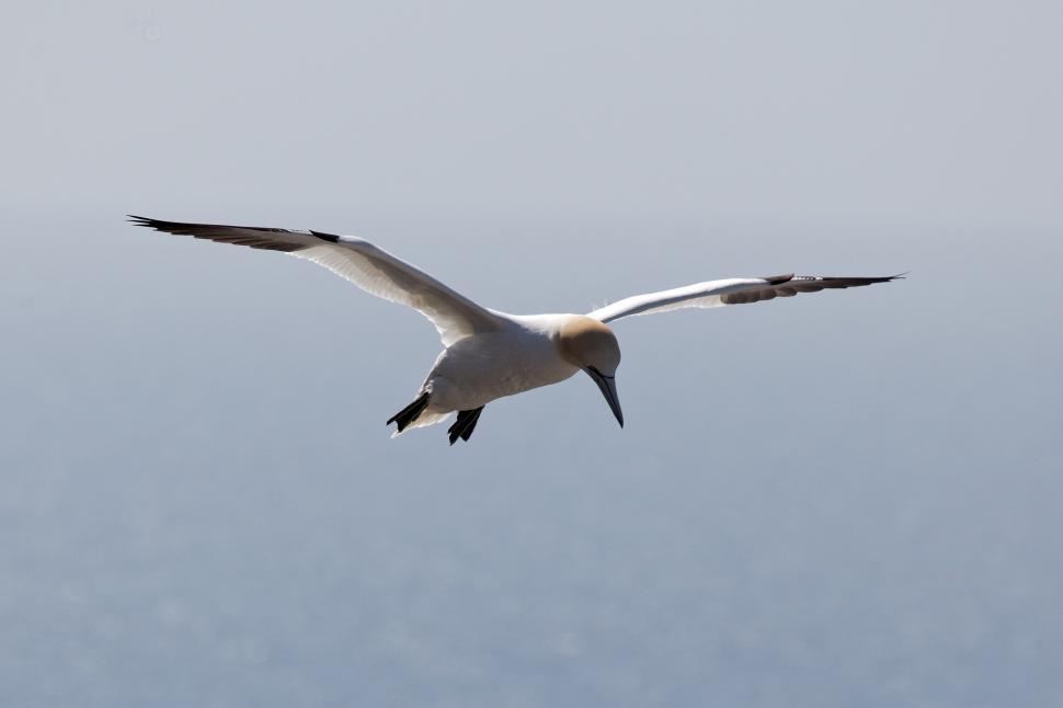 Free Image of Northern gannet in flight 