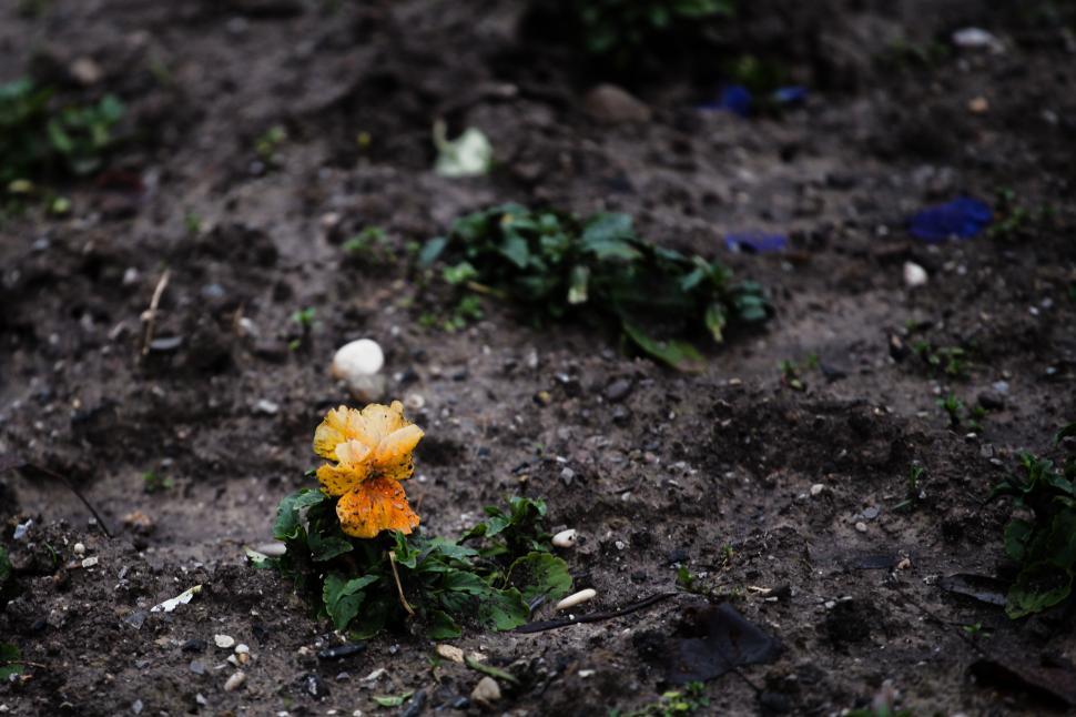 Free Image of Yellow flower 