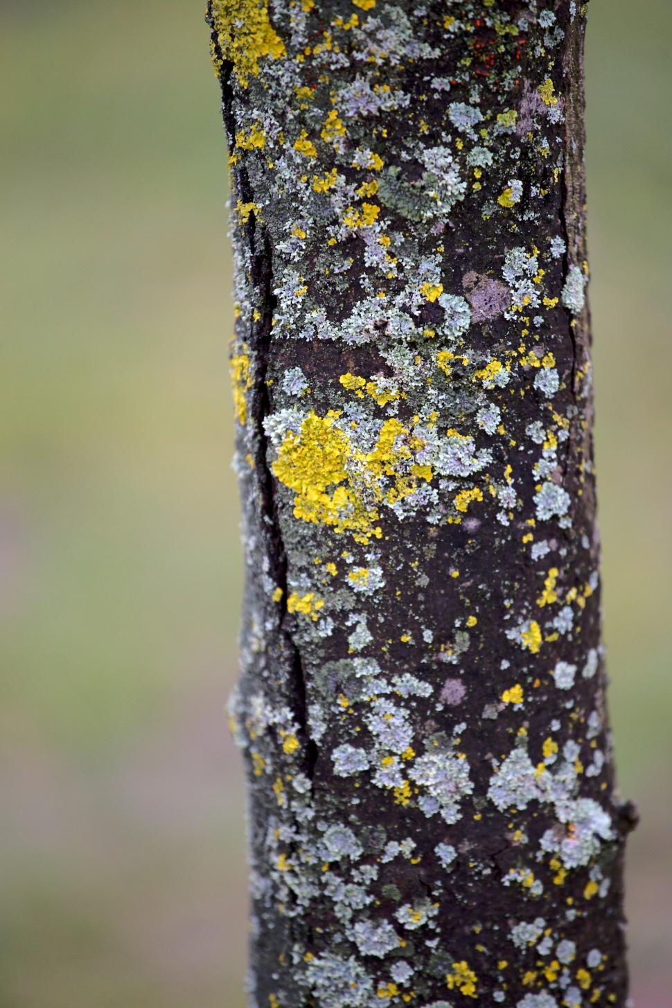 Free Image of Tree detail  