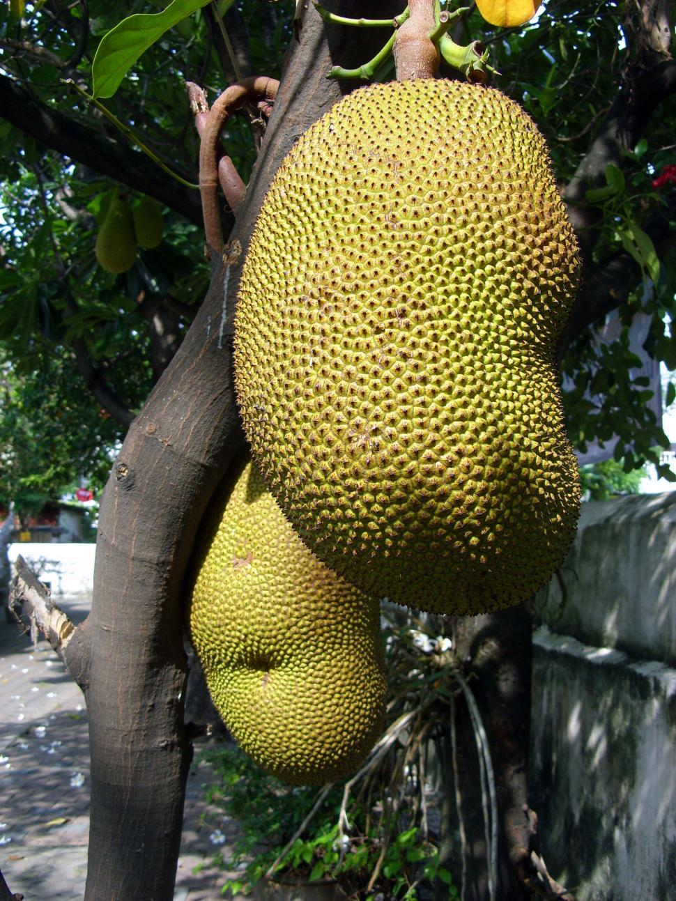 Free Image of Jackfruit  