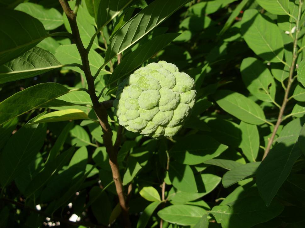 Free Image of Sugar apple  