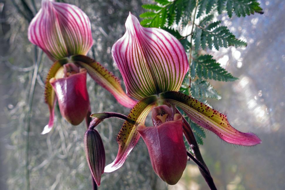 Free Image of Two Lady slipper orchids Paphiopedilum Callosum 
