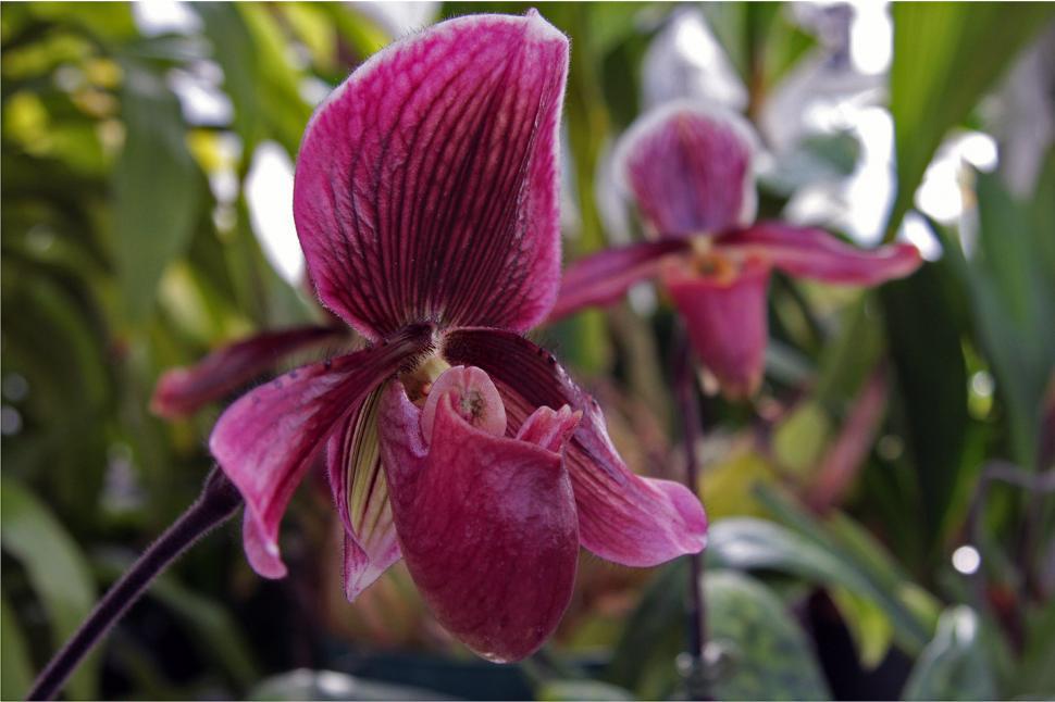 Free Image of Purple Lady Slipper Orchids 