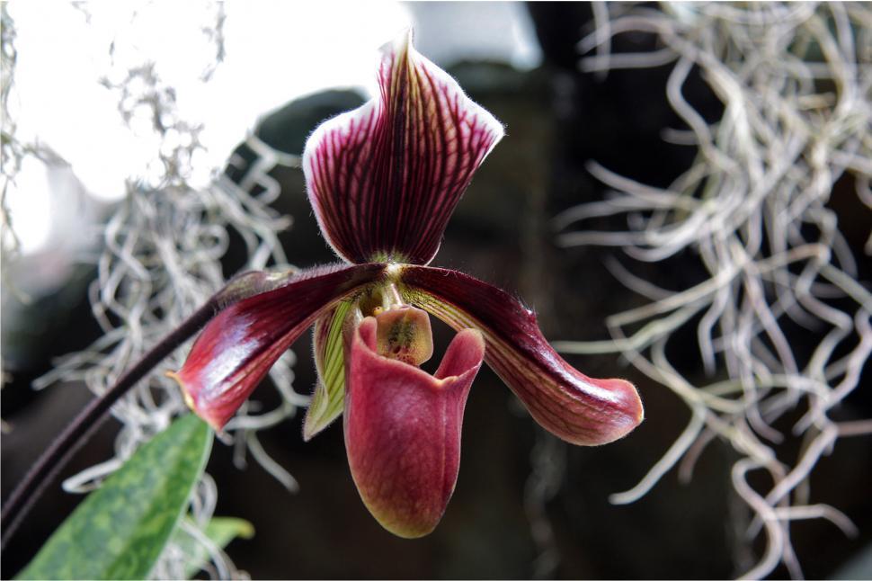 Free Image of Purple Lady s Slipper Orchid 