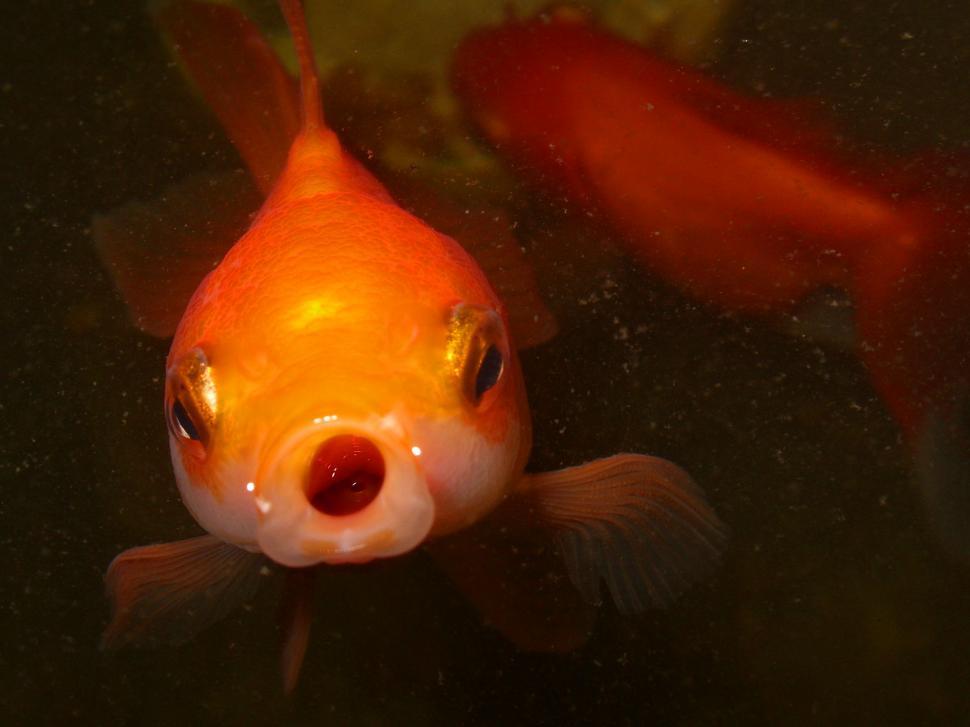 Free Image of Goldfish Face  