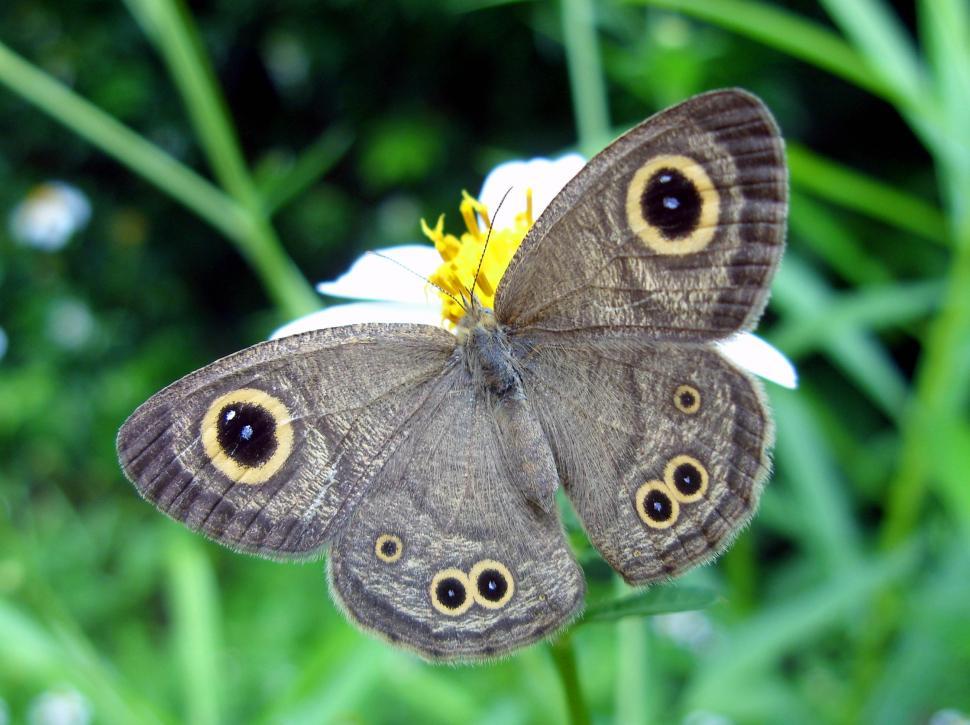 Free Image of Common 4-ring butterfly  