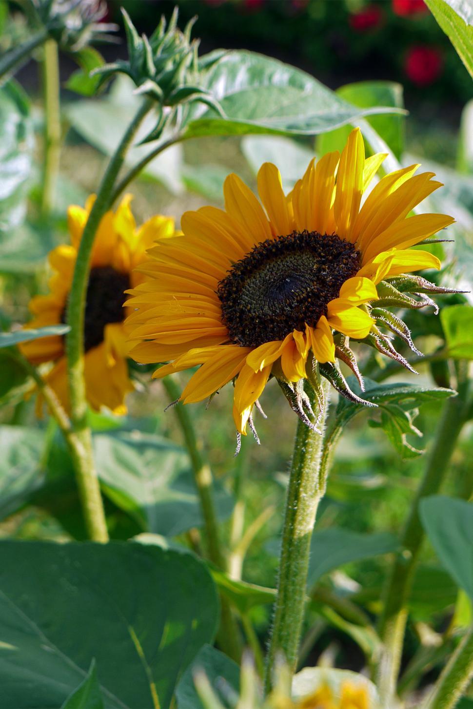 Free Image of Sun Flower 