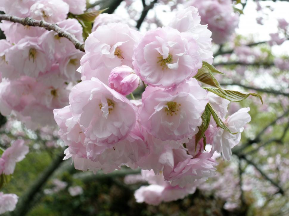 Free Image of Pink Flowers Blooming on a Tree 