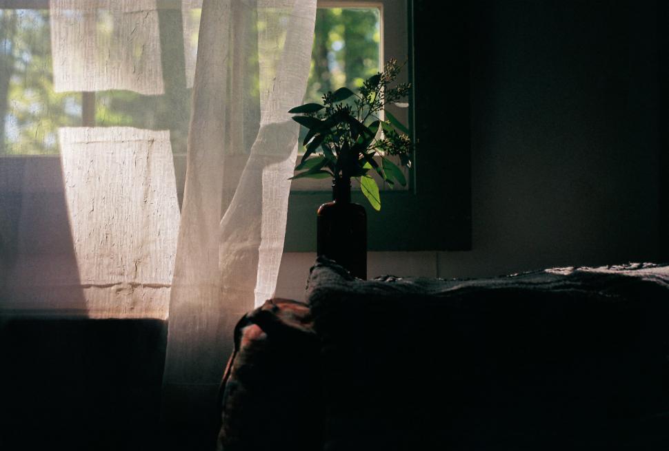 Free Image of Plant in Vase by Window 