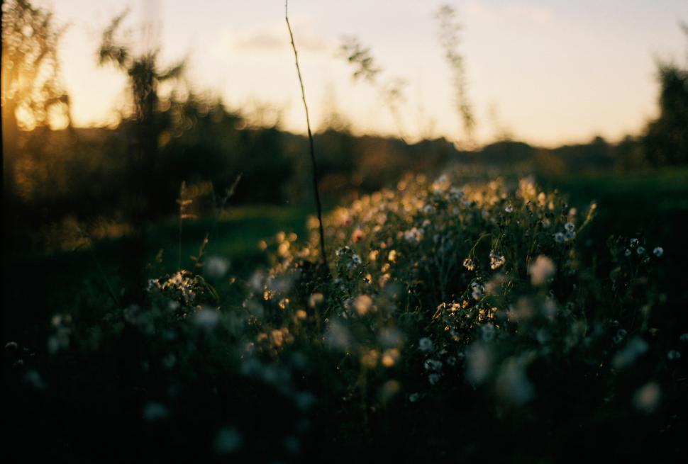 Free Image of Blurry Field of Flowers 