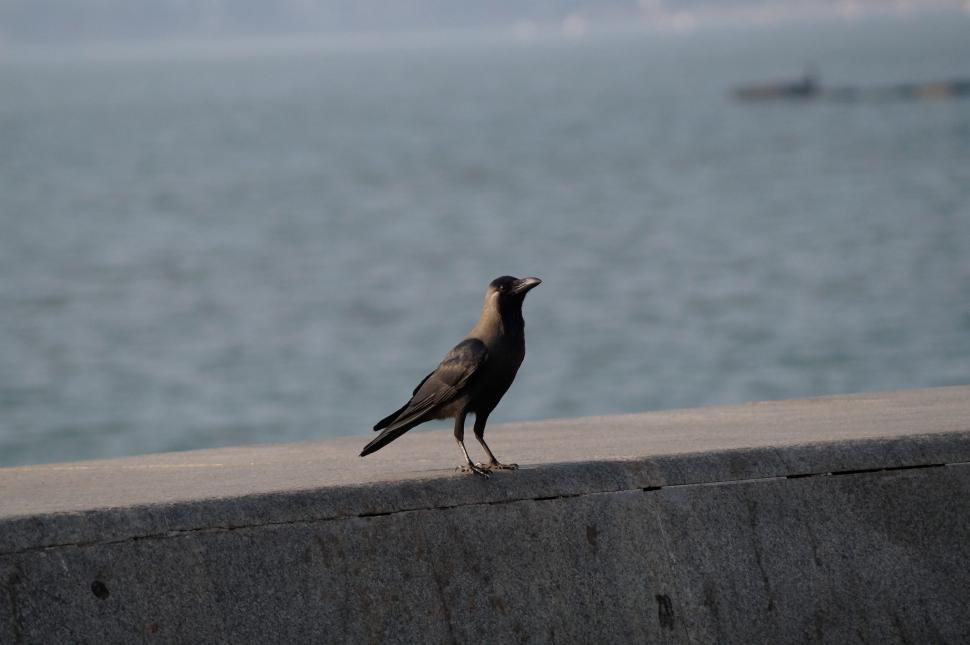 Free Image of Bird Standing on Ledge by Water 