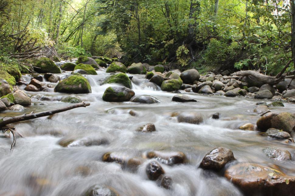 Free Image of Stream Flowing Through Lush Green Forest 