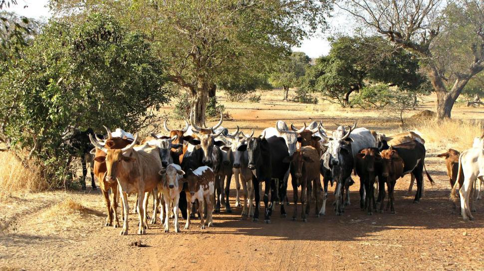 Free Image of Herd of Cattle Standing on Top of a Dirt Road 