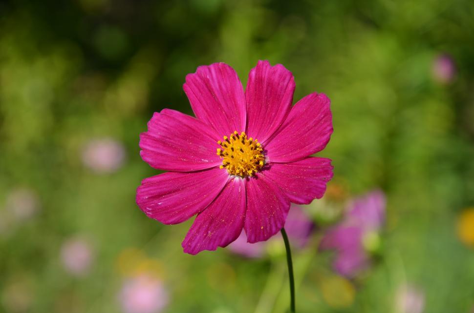 Free Image of Pink Flowers 