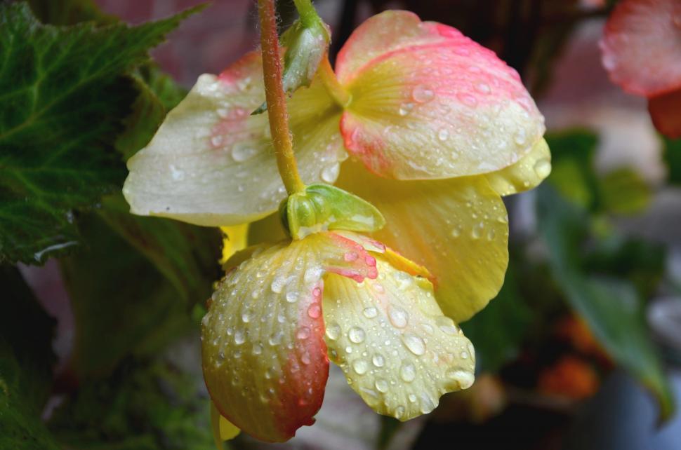 Free Image of Flowers.  