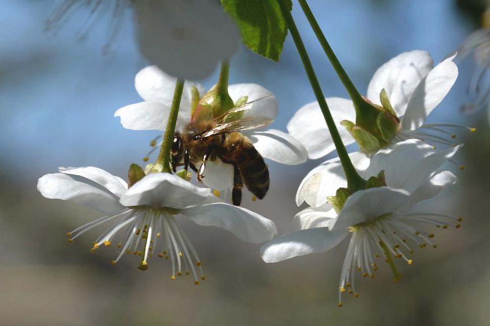 Free Image of A bee on a flower 