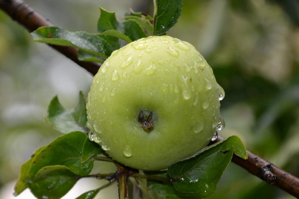 Free Image of Apple with water drops 