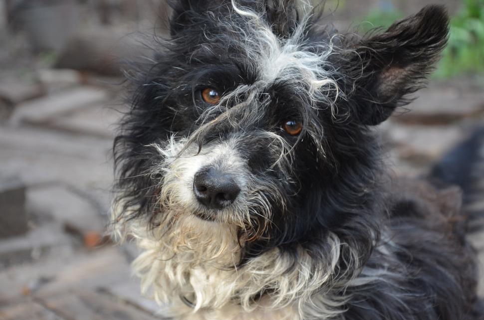 Free Image of Terrier Dog 