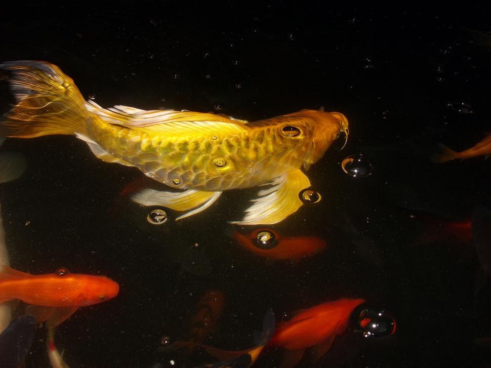 Free Image of Goldfish swimming in pond  