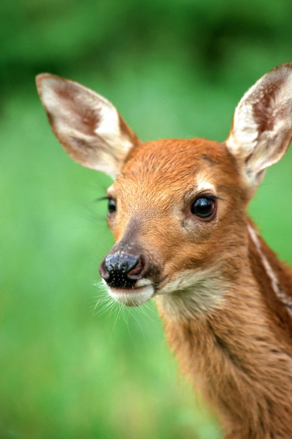 Free Image of Alert Deer 