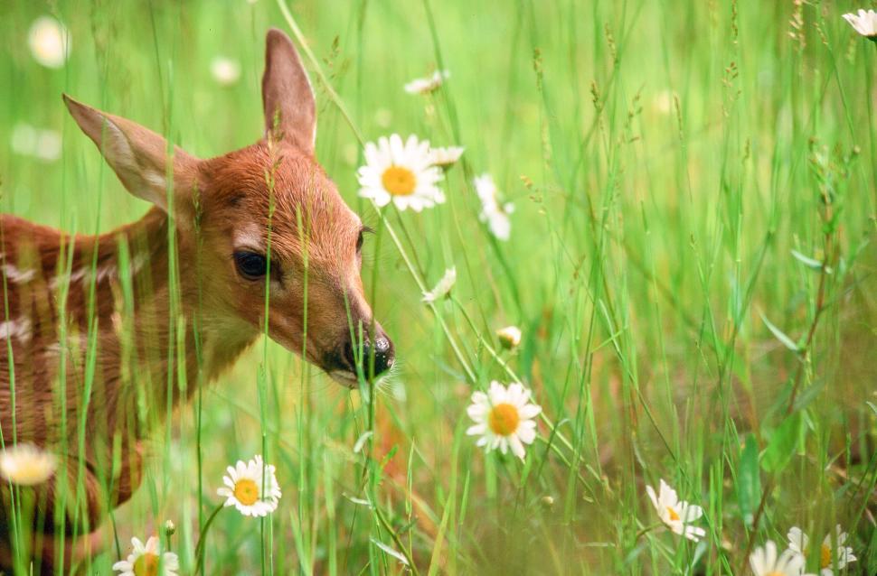 Free Image of Deer fawn 