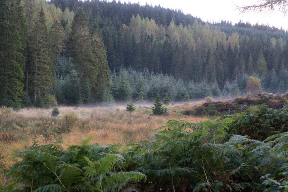 Free Image of fog in the forest  